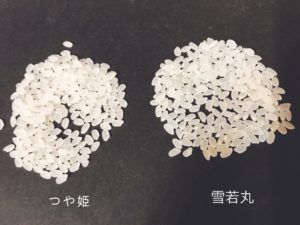 つや姫と雪若丸の粒の大きさ比べ