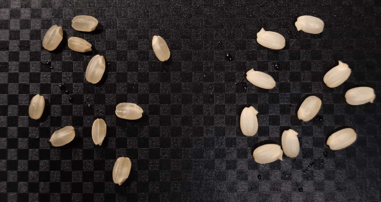 Comparison between brown rice and germinated brown rice