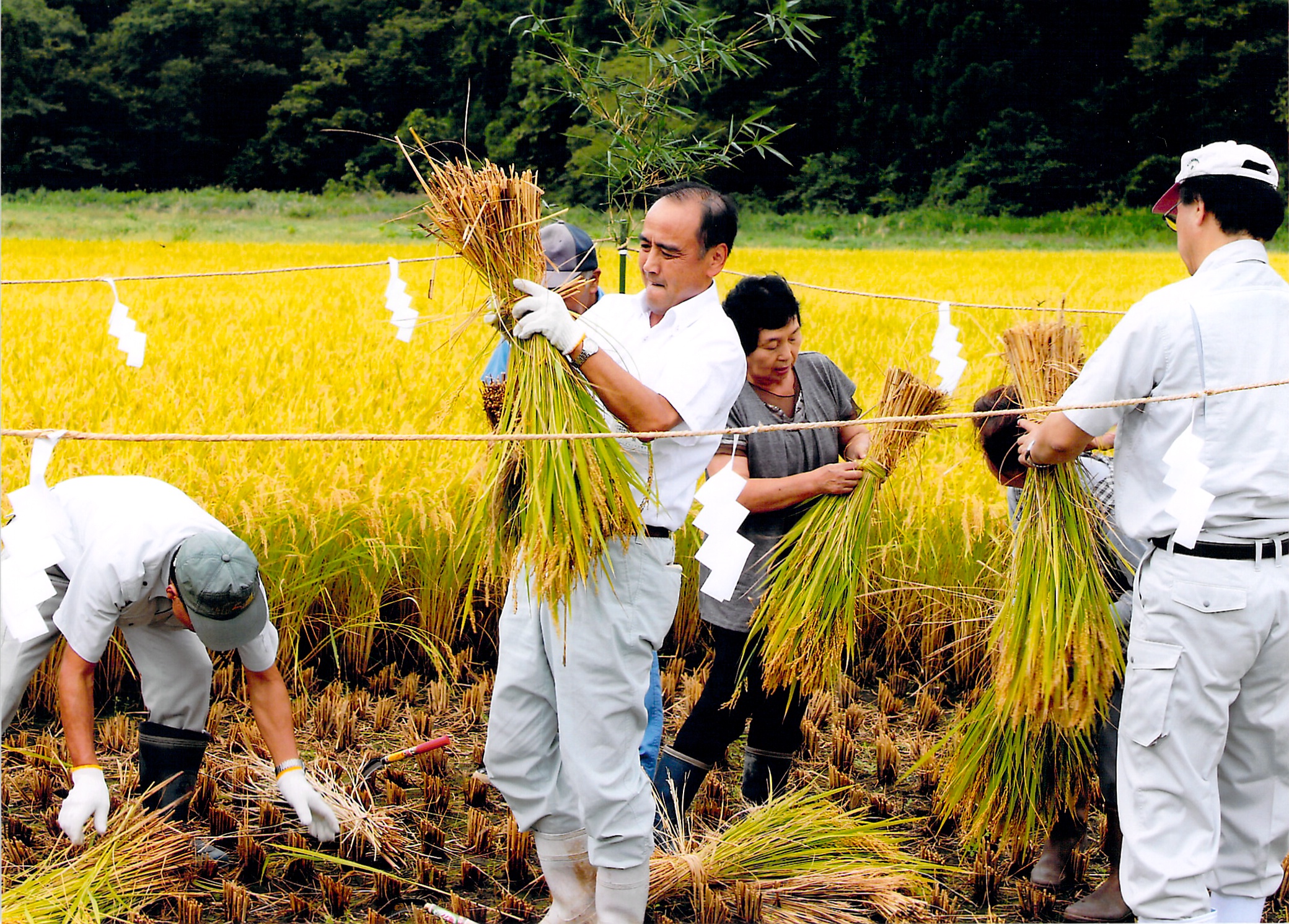 献上米は田植えも収穫も選別もすべて手作業